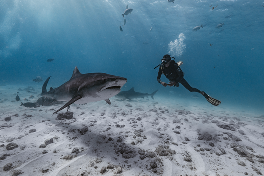 Mistaken Identity? Why Sharks Bite Humans (And How We Can Stay Safe)