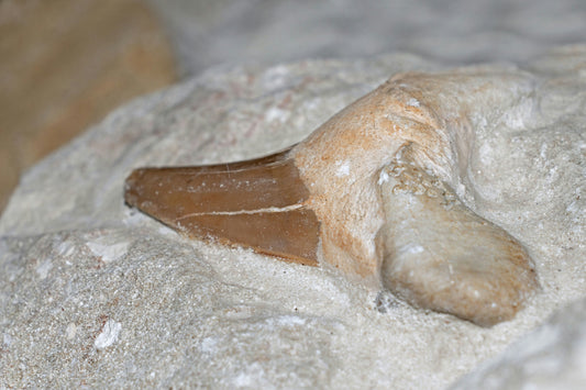 Unearthing the Past: What Fossil Shark Teeth Reveal About Ancient Seas
