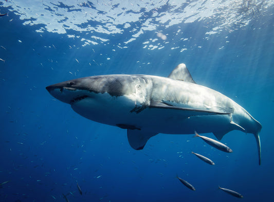 Great White Sharks Have Been Evolving Separately for 200,000 Years (Except for One Mysterious Hybrid!)