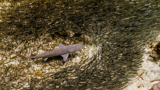 Misunderstood Predators: The Role of Sharks in Healthy Oceans
