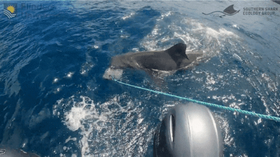 3mm Back Zip Wetsuit | Shark Stop