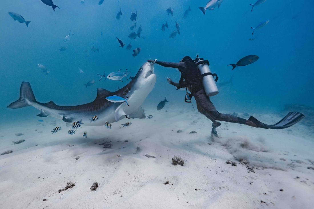 What to Do If You Encounter a Shark While Diving