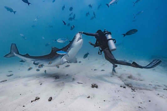 What to Do If You Encounter a Shark While Diving