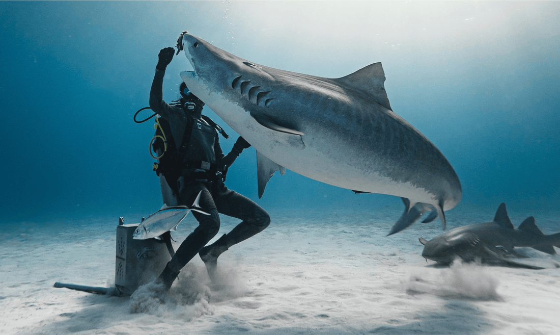 A Third of All Sharks Are Now Threatened With Extinction. Here Is What That Actually Means. - Shark Stop
