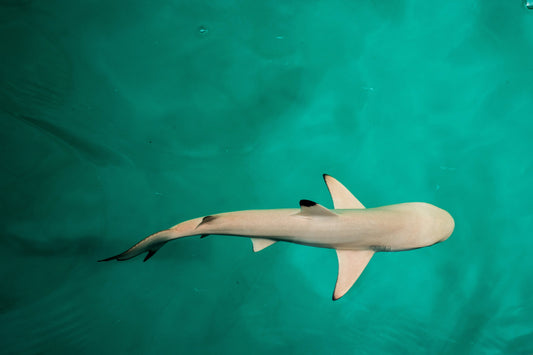 Are Sharks Territorial? What Science Says About Shark Aggression - sharkstop.co