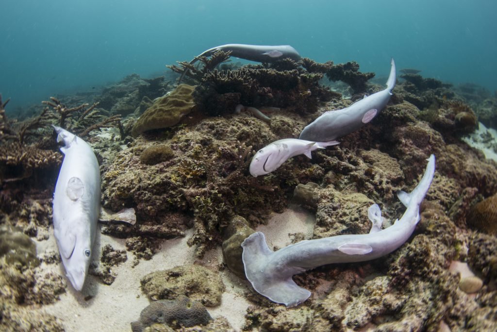 California Shark Fin Bust: Protecting Our Oceans from an Illegal Trade - sharkstop.co