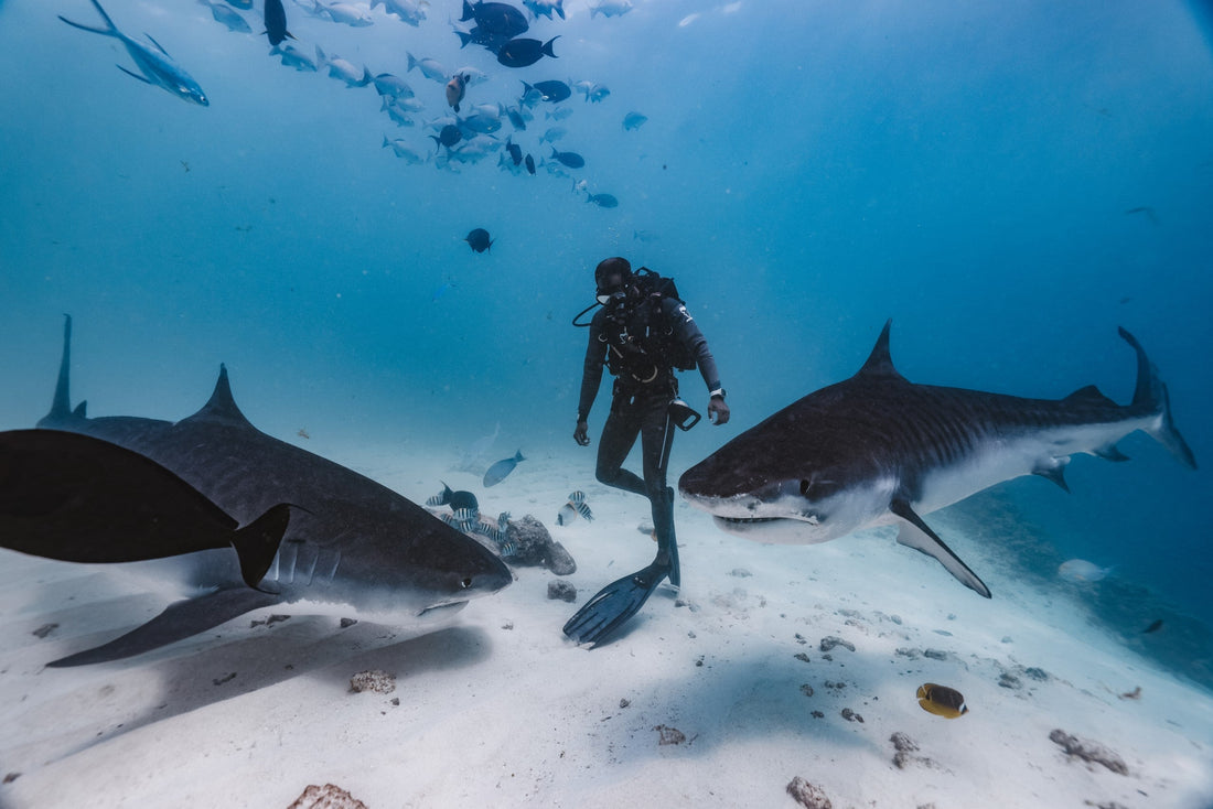 Diving With Sharks: What to Expect, How to Behave, and What Science Says About Risk - sharkstop.co