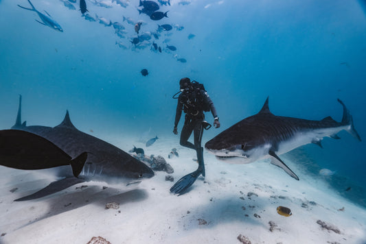 Diving With Sharks: What to Expect, How to Behave, and What Science Says About Risk - sharkstop.co