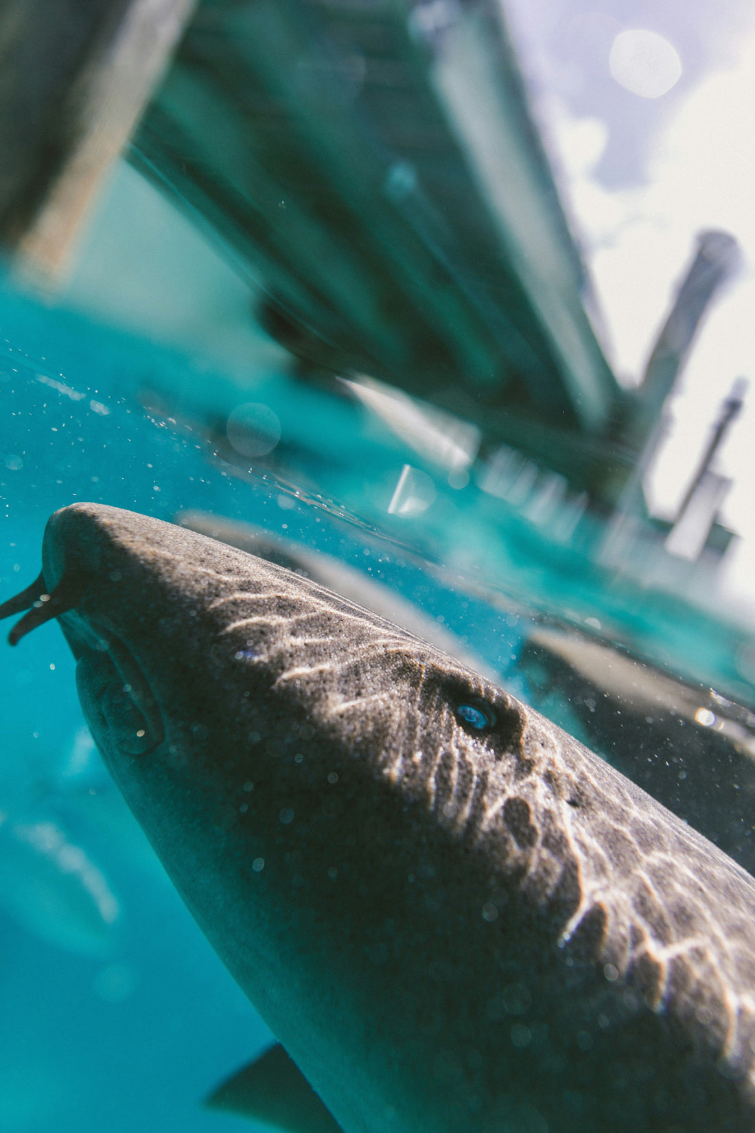 Do Sharks Sleep? What Science Now Knows About Rest in the Ocean's Top Predators - sharkstop.co