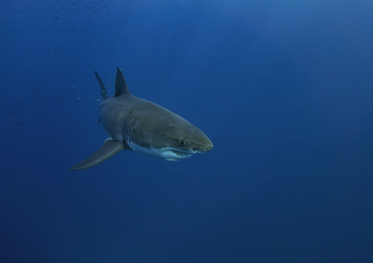 Great White Sharks Overheating: A New Climate Threat - sharkstop.co