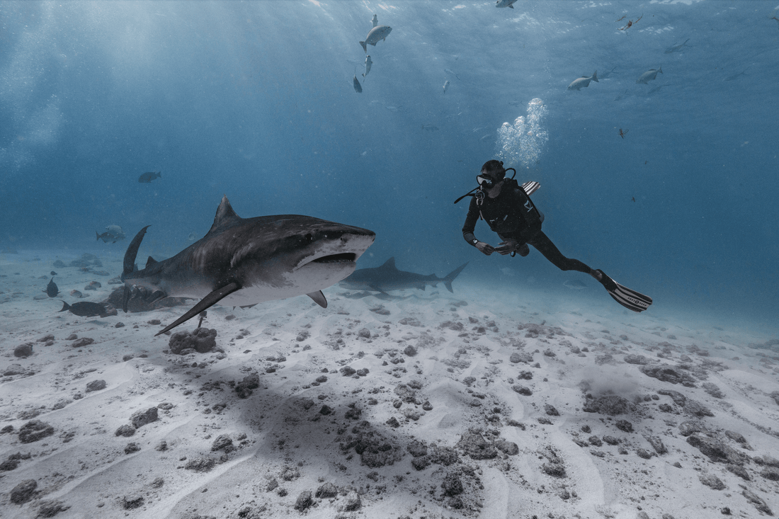 Mistaken Identity? Why Sharks Bite Humans (And How We Can Stay Safe) - sharkstop.co