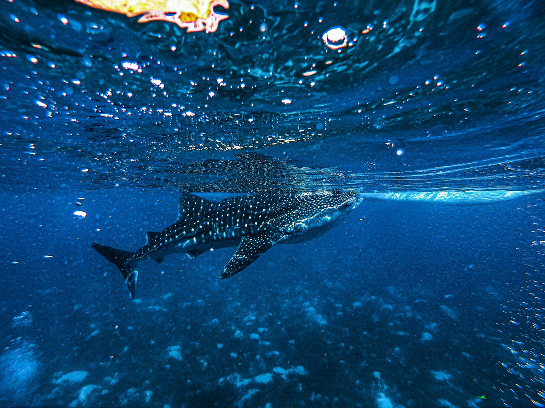Nearly 80% of whale sharks in this marine tourism hotspot have human-caused scars - sharkstop.co