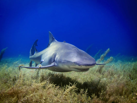 Sharks & Climate Change: How Warming Oceans Are Changing Shark Behaviour - sharkstop.co