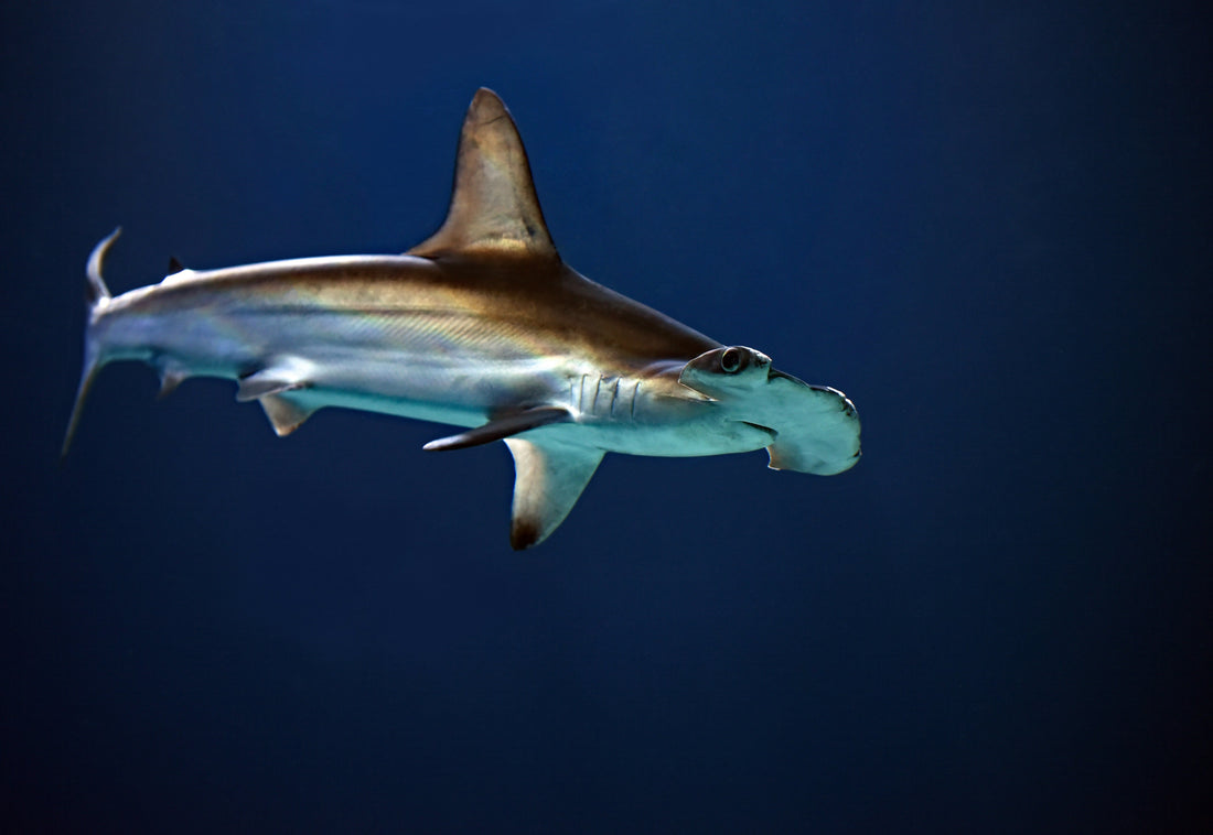 The Sixth Sense Is Real: Inside the Shark's Electric Detection System - sharkstop.co