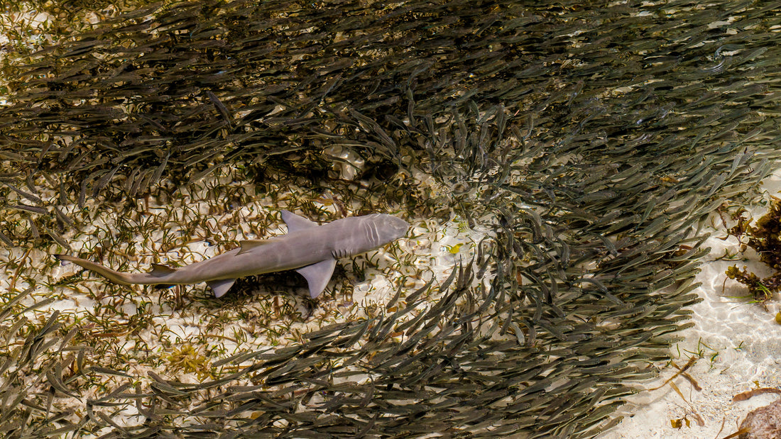 Misunderstood Predators: The Role of Sharks in Healthy Oceans