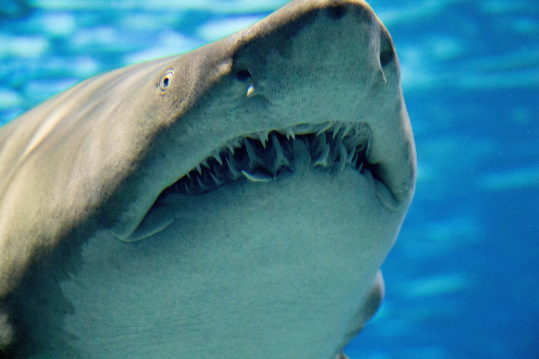 Understanding Shark Sensory Systems: How Sharks Really Detect Their Prey - sharkstop.co