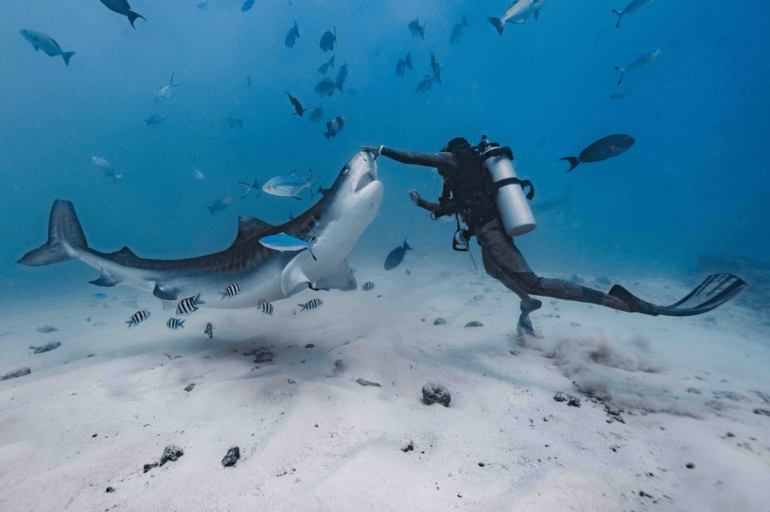 What to Do If You Encounter a Shark While Diving - Shark Stop