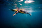 3mm Chest Zip Wetsuit Steamer - sharkstop.co