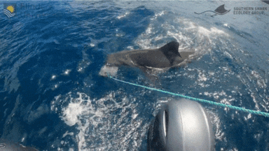 3mm FLEX Chest Zip Wetsuit Steamer | Shark Stop